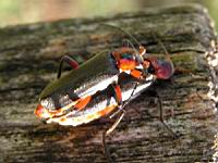 Coleoptere en reproduction (Photo F. Mrugala) (2)